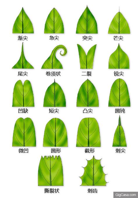 平行脈植物|水稻葉片形態解剖學簡 萬 能